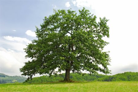 single branchy green old oak on green meadow Stock Photo - Budget Royalty-Free & Subscription, Code: 400-04915717