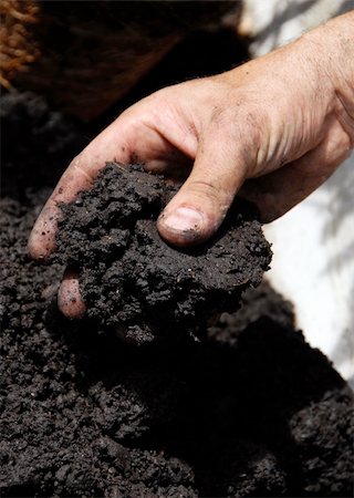 black soil in man hand closeup Stock Photo - Budget Royalty-Free & Subscription, Code: 400-04915719