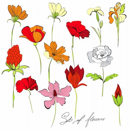 drawing of roses - Set of beautiful flowers Stock Photo - Budget Royalty-Free & Subscription, Code: 400-04915967