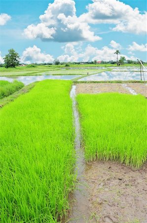 simsearch:400-06077674,k - rice field and blue sky Stock Photo - Budget Royalty-Free & Subscription, Code: 400-04916373