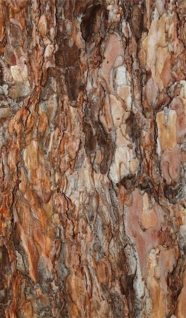 spruce tree bark - background or texture of a spruce bark Stock Photo - Budget Royalty-Free & Subscription, Code: 400-04916918