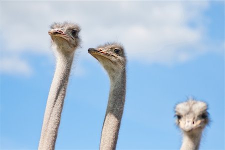 simsearch:400-05101700,k - Ostriches on a farm in Borlänge, Sweden Stock Photo - Budget Royalty-Free & Subscription, Code: 400-04916920