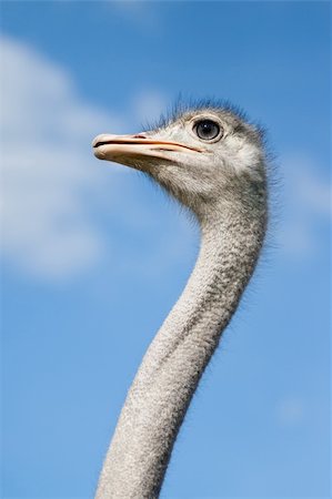 An ostrich on a farm in Borlänge, Sweden Photographie de stock - Aubaine LD & Abonnement, Code: 400-04916923