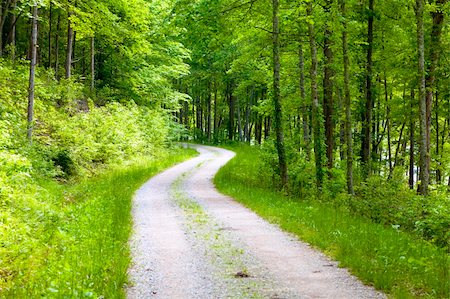 Gravel road in the forest in Eastern Kentucky Stock Photo - Budget Royalty-Free & Subscription, Code: 400-04917166