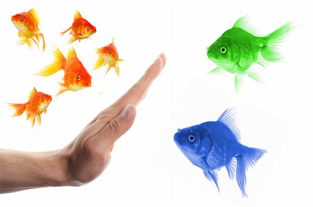 exclusion business - discriminating outsider racism or intolerance concept with goldfish and hand Stock Photo - Budget Royalty-Free & Subscription, Code: 400-04917285