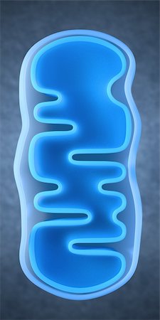 top view of a cross section through a mitochondrium Stockbilder - Microstock & Abonnement, Bildnummer: 400-04917377