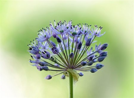 Close up of blue allium flower on green background Stock Photo - Budget Royalty-Free & Subscription, Code: 400-04917974