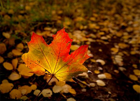 Maple leaf in bright autumn colors in evening sunlight Stock Photo - Budget Royalty-Free & Subscription, Code: 400-04918144