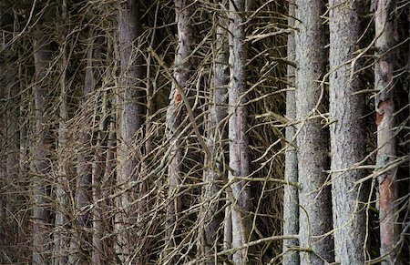 spruce tree bark - Thick forest of conifers with many dty branches Stock Photo - Budget Royalty-Free & Subscription, Code: 400-04918381