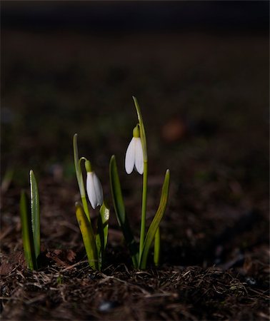 A pair of snowdrops in early spring Stock Photo - Budget Royalty-Free & Subscription, Code: 400-04918472