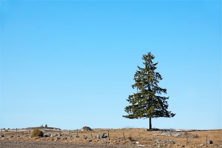 solitaire - single spruce tree on blue sky Stock Photo - Budget Royalty-Free & Subscription, Code: 400-04918485