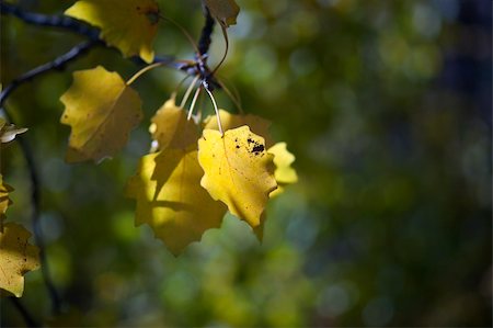 fall aspen leaves - Close up of yellow leaves of aspen in fall Stock Photo - Budget Royalty-Free & Subscription, Code: 400-04918508