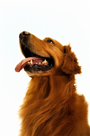 Golden retriever dog so cut (close up). Stock Photo - Budget Royalty-Free & Subscription, Code: 400-04918567