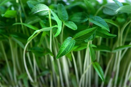 potted herbs - close up of crowded green young plants Stock Photo - Budget Royalty-Free & Subscription, Code: 400-04918694