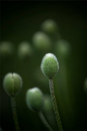 poppi castle - close up of poppy flower buds Photographie de stock - Aubaine LD & Abonnement, Code: 400-04918785