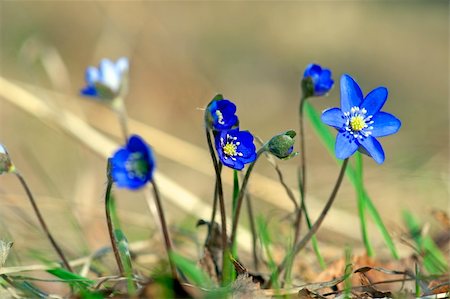 Close up of bunch of anemone hepatica (liverwort) Fotografie stock - Microstock e Abbonamento, Codice: 400-04918803