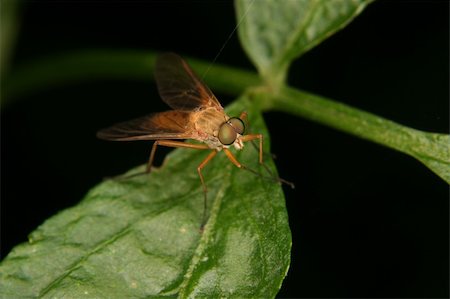 simsearch:400-05739088,k - Robber fly (Asilidae) on a leaf Stockbilder - Microstock & Abonnement, Bildnummer: 400-04918889