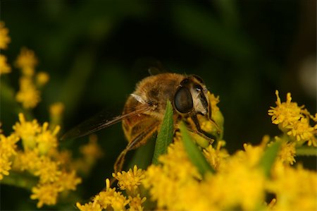 simsearch:400-04282037,k - Blowfly (Calliphoridae) on a flower Stock Photo - Budget Royalty-Free & Subscription, Code: 400-04918894