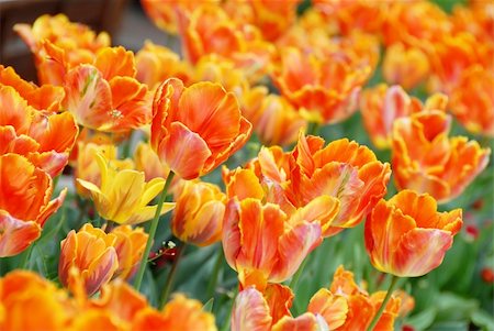 red and yellow  tulips natural floral backgrounds outdoor Stock Photo - Budget Royalty-Free & Subscription, Code: 400-04919106