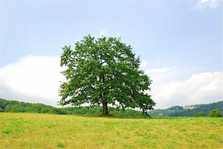 single branchy green old oak on green meadow Stock Photo - Budget Royalty-Free & Subscription, Code: 400-04919110