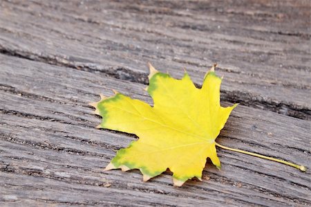simsearch:400-05277296,k - yellow maple leaf on the wooden board Stock Photo - Budget Royalty-Free & Subscription, Code: 400-04919415