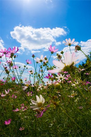 flowers on blue sky background Foto de stock - Super Valor sin royalties y Suscripción, Código: 400-04919762