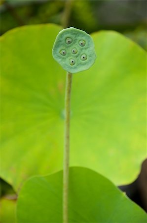 a picture of beautiful green big lotus Foto de stock - Royalty-Free Super Valor e Assinatura, Número: 400-04919814