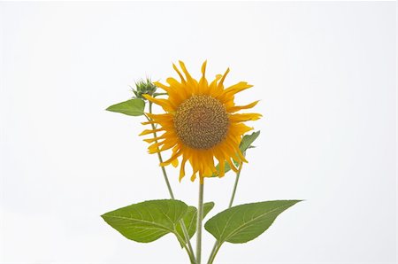 a picture of beautiful sun flower blossom Foto de stock - Royalty-Free Super Valor e Assinatura, Número: 400-04919816