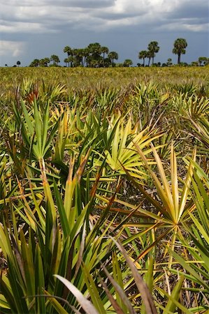 Scenic Kissimmee Prairie State Park in Florida Photographie de stock - Aubaine LD & Abonnement, Code: 400-04919924