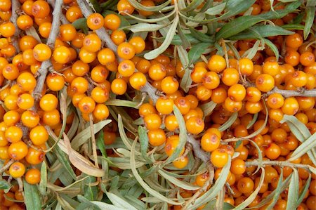 orange  sea-buckthorn with green twig Stock Photo - Budget Royalty-Free & Subscription, Code: 400-04910030