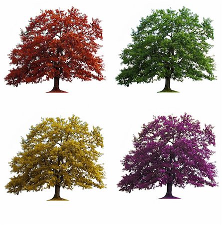 same different - four oak trees in seasons colors isolated over white Stock Photo - Budget Royalty-Free & Subscription, Code: 400-04910149