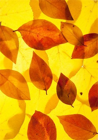 yellow and red leaves background Stock Photo - Budget Royalty-Free & Subscription, Code: 400-04910222