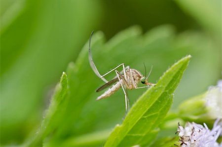 white mosquito in green nature or in forest Stock Photo - Budget Royalty-Free & Subscription, Code: 400-04910273