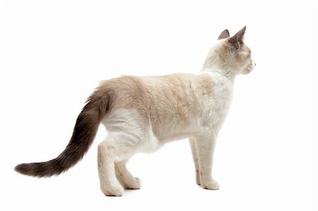 siamese - back view of  purebred siamese kitten in front of white background Photographie de stock - Aubaine LD & Abonnement, Code: 400-04910415