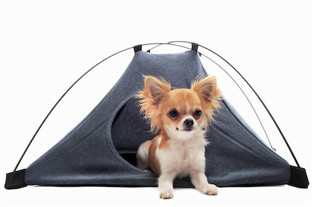simsearch:400-04404602,k - portrait of a cute purebred  puppy chihuahua in a tent in front of white background Photographie de stock - Aubaine LD & Abonnement, Code: 400-04910432