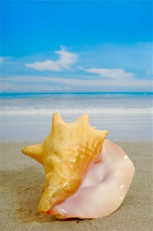 seashell photo concept - Conch on sandy beach with the sea in the background. Stock Photo - Budget Royalty-Free & Subscription, Code: 400-04910516