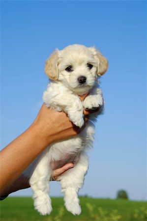 simsearch:400-07303856,k - A person is holding a sweet puppy. Stock Photo - Budget Royalty-Free & Subscription, Code: 400-04910524