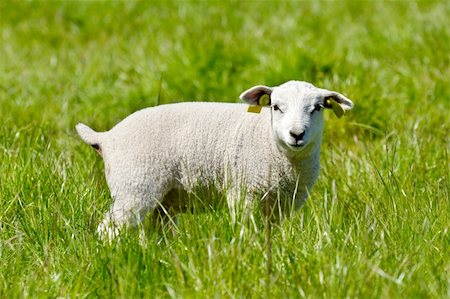simsearch:400-04478701,k - Sweet lamb standing on green grass looking Stockbilder - Microstock & Abonnement, Bildnummer: 400-04910529
