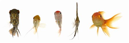 red headed underwater - Five different fish are looking. Isolated on a clean white background Stock Photo - Budget Royalty-Free & Subscription, Code: 400-04910520