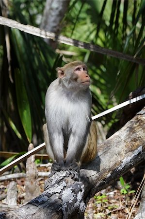 florida state - Rhesus Monkey, Silver River State Park, Florida Stock Photo - Budget Royalty-Free & Subscription, Code: 400-04910678