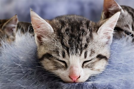 simsearch:400-04904022,k - Adorable little kittens from the same litter Stockbilder - Microstock & Abonnement, Bildnummer: 400-04910776