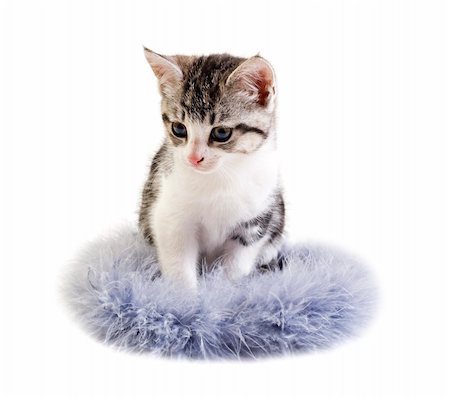 simsearch:400-04904022,k - Adorable little kitten on white background with space for text Stockbilder - Microstock & Abonnement, Bildnummer: 400-04910770