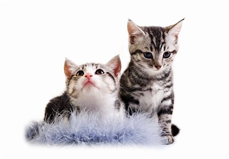 Adorable little kittens from the same litter Fotografie stock - Microstock e Abbonamento, Codice: 400-04910771