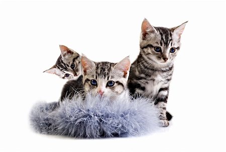 simsearch:400-04904022,k - Adorable little kittens from the same litter Stockbilder - Microstock & Abonnement, Bildnummer: 400-04910772