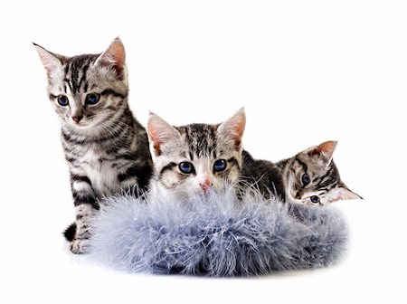 simsearch:400-04904022,k - Adorable little kittens from the same litter Stockbilder - Microstock & Abonnement, Bildnummer: 400-04910773
