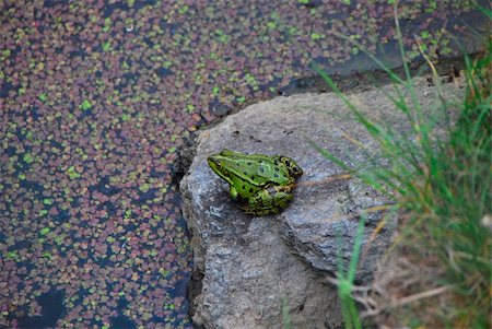 simsearch:400-04442300,k - green frog sits on the edge of the pond ready for take-off Photographie de stock - Aubaine LD & Abonnement, Code: 400-04911014