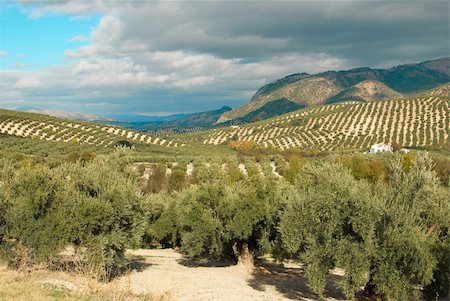 Olive plantation in wide, solitary Andalusian landscape Foto de stock - Super Valor sin royalties y Suscripción, Código: 400-04911153