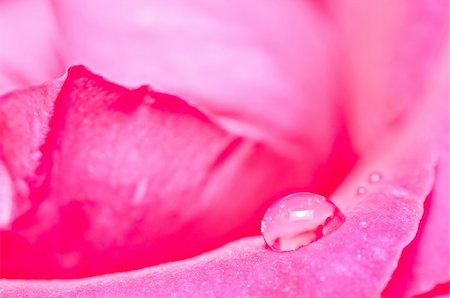 water drops on the pink rose macro sweet Photographie de stock - Aubaine LD & Abonnement, Code: 400-04911274