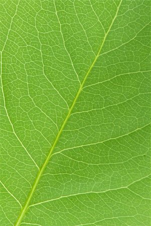 simsearch:400-03926372,k - green leaf texture closeup Fotografie stock - Microstock e Abbonamento, Codice: 400-04911296