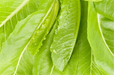 Green salads leaves closeup Stock Photo - Budget Royalty-Free & Subscription, Code: 400-04911478